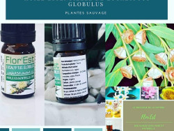 eucalyptus globulus essential oil